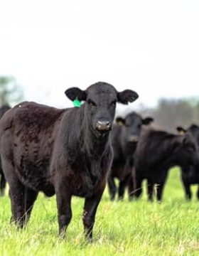 Importation Black Angus