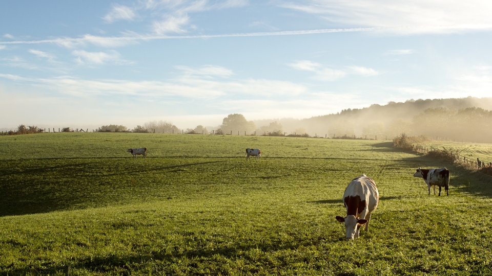 Viande, volaille et environnement