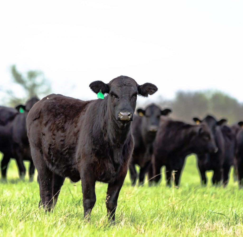 Black Angus heifer standing in the foreground with the rest of the herd standing behind her out of focus with blank area for copy above.